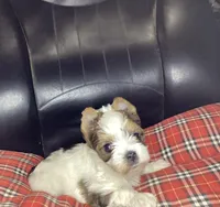 Parti, a male Yorkshire Terrier for sale in Madisonville, TN – Photo 3 of 6