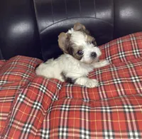 Parti, a male Yorkshire Terrier for sale in Madisonville, TN – Photo 5 of 6