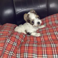Parti, a male Yorkshire Terrier for sale in Madisonville, TN – 4 of 6
