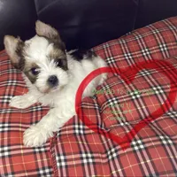 Parti, a male Yorkshire Terrier for sale in Madisonville, TN – 6 of 6