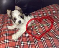 Parti, a male Yorkshire Terrier for sale in Madisonville, TN – Photo 6 of 6