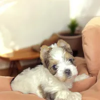 Parti, a male Yorkshire Terrier for sale in Madisonville, TN – Photo 2 of 6