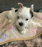 Ghost , a male Yorkshire Terrier for sale in Madisonville, TN – 4 of 6