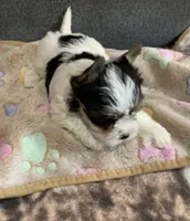Parti boy, a male Yorkshire Terrier for sale in Madisonville, TN – 2 of 7