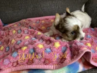 Yellow, a female Yorkshire Terrier for sale in Madisonville, TN – 5 of 10