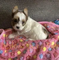 Yellow, a female Yorkshire Terrier for sale in Madisonville, TN – 8 of 10