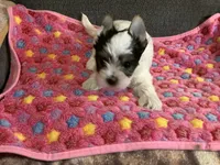 Girl parti, a female Yorkshire Terrier for sale in Madisonville, TN – 3 of 3