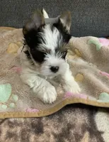 Parti boy, a male Yorkshire Terrier for sale in Madisonville, TN – 4 of 7