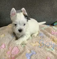Ghost , a male Yorkshire Terrier for sale in Madisonville, TN – 1 of 6