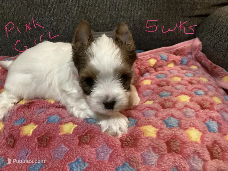Pink  – Yorkshire Terrier puppy for sale in Madisonville, TN