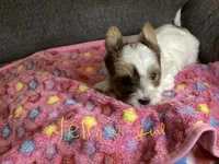 Yellow, a female Yorkshire Terrier for sale in Madisonville, TN – 3 of 10