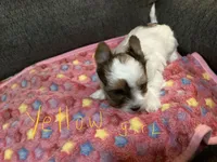 Yellow, a female Yorkshire Terrier for sale in Madisonville, TN – 1 of 10