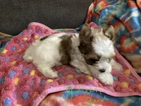 Green , a female Yorkshire Terrier for sale in Madisonville, TN – 3 of 8
