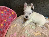 Ghost , a male Yorkshire Terrier for sale in Madisonville, TN – 6 of 6