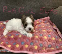 Pink , a female Yorkshire Terrier for sale in Madisonville, TN – 2 of 4