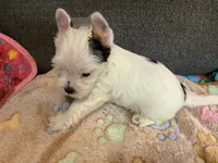 Ghost , a male Yorkshire Terrier for sale in Madisonville, TN – 2 of 6
