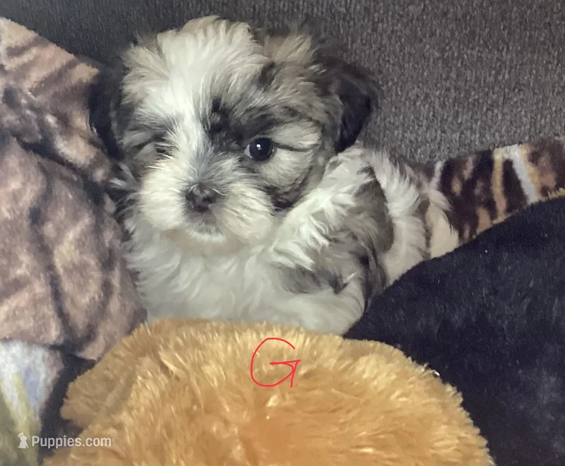 Girl shorkie – Shorkie puppy for sale in Madisonville, TN