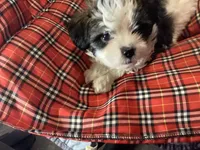 Blue Boy, a male Shorkie for sale in Madisonville, TN – 10 of 10