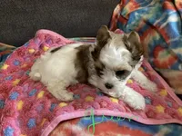 Green , a female Yorkshire Terrier for sale in Madisonville, TN – 4 of 8