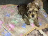 Brown sable , a male Yorkshire Terrier for sale in Madisonville, TN – 2 of 6