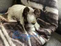 Boy , a male Yorkshire Terrier for sale in Madisonville, TN – 7 of 8