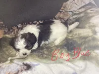 Boy blue, a male Shorkie for sale in Madisonville, TN – 4 of 8