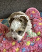 Green , a female Yorkshire Terrier for sale in Madisonville, TN – 3 of 5