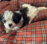 Blue Boy, a male Shorkie for sale in Madisonville, TN – 9 of 10