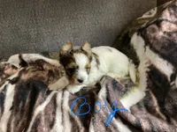 Boy , a male Yorkshire Terrier for sale in Madisonville, TN – 2 of 8