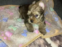 Brown sable , a male Yorkshire Terrier for sale in Madisonville, TN – 5 of 6