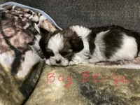 Boy Beige, a male Shorkie for sale in Madisonville, TN – 9 of 10