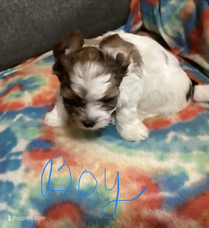 Boy  – Yorkshire Terrier puppy for sale in Madisonville, TN