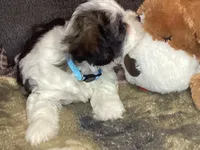 Boy blue, a male Shorkie for sale in Madisonville, TN – 8 of 8