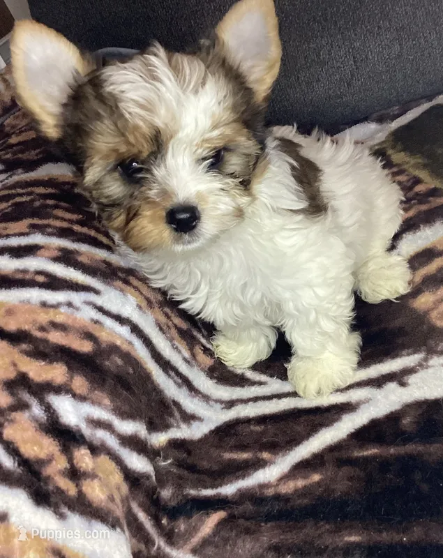Boy  – Yorkshire Terrier puppy for sale in Madisonville, TN