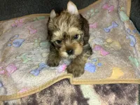 Brown sable , a male Yorkshire Terrier for sale in Madisonville, TN – 3 of 6