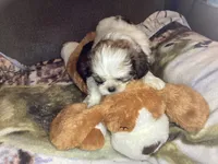 Boy Green , a male Shorkie for sale in Madisonville, TN – 8 of 8