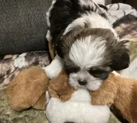 Boy Beige, a male Shorkie for sale in Madisonville, TN – 6 of 10