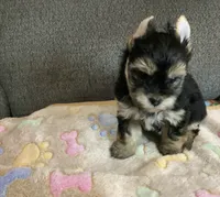 Traditional , a male Yorkshire Terrier for sale in Madisonville, TN – 3 of 7