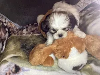 Boy Green , a male Shorkie for sale in Madisonville, TN – 7 of 8