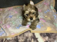 Brown sable , a male Yorkshire Terrier for sale in Madisonville, TN – 6 of 6