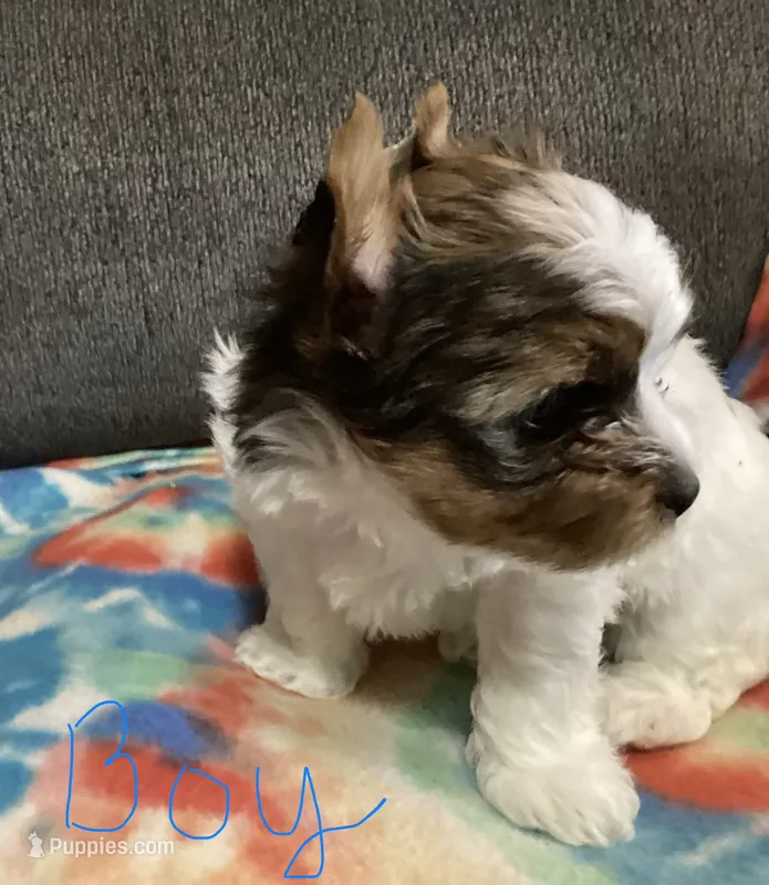 Boy  – Yorkshire Terrier puppy for sale in Madisonville, TN