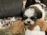 Boy Beige, a male Shorkie for sale in Madisonville, TN – 5 of 10