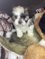 Girl shorkie, a female Shorkie for sale in Madisonville, TN – 9 of 10