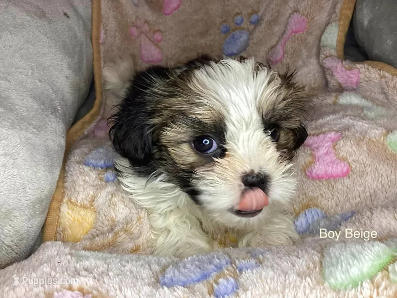 Boy Beige – Shorkie puppy for sale in Madisonville, TN