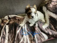 Boy , a male Yorkshire Terrier for sale in Madisonville, TN – 4 of 8