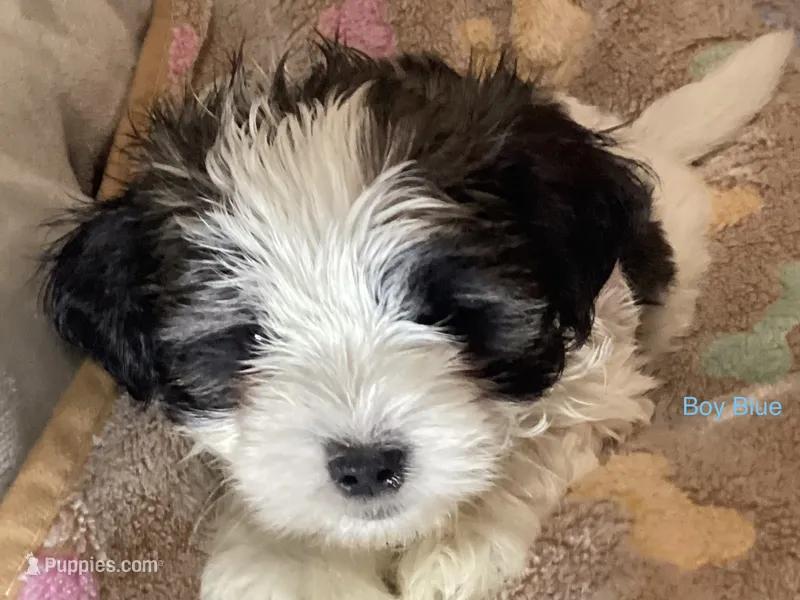 Boy blue – Shorkie puppy for sale in Madisonville, TN