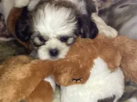 Boy Green , a male Shorkie for sale in Madisonville, TN – 6 of 8