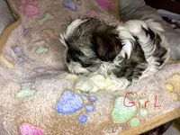 Girl shorkie, a female Shorkie for sale in Madisonville, TN – 2 of 10