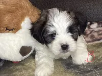 Boy blue, a male Shorkie for sale in Madisonville, TN – 6 of 8