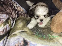 Boy Green , a male Shorkie for sale in Madisonville, TN – 2 of 8